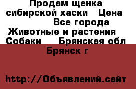 Продам щенка сибирской хаски › Цена ­ 8 000 - Все города Животные и растения » Собаки   . Брянская обл.,Брянск г.